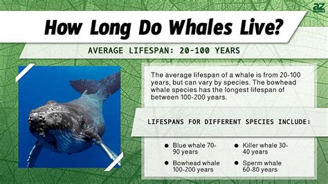 life span of whale