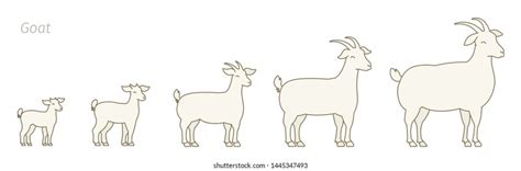 life stages of a goat