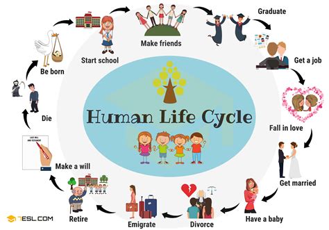 This Are Lifecycle Life Cycle Tips And Trick