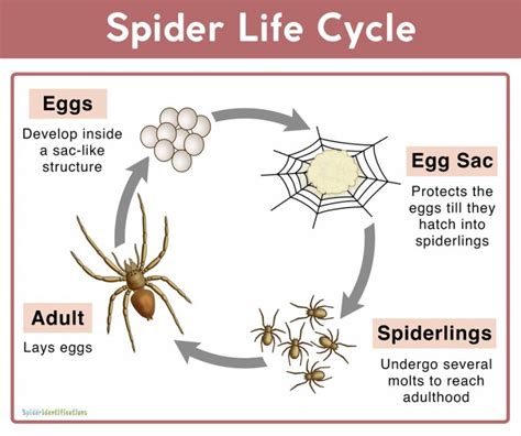 Lifecycle Of A Spider Printable