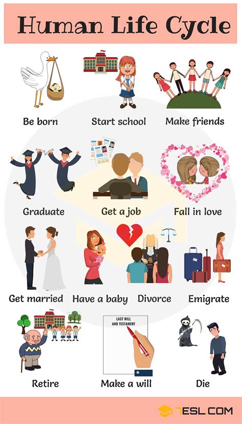This Are Lifecycle Or Life Cycle Grammar Tips And Trick