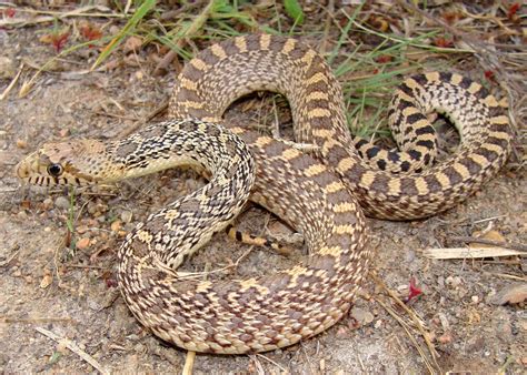 lifespan of a gopher snake