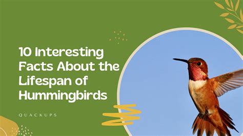 The Lifespan Of A Hummingbird: Everything You Need To Know