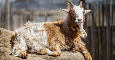 lifespan of a pygmy goat