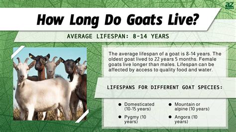 lifespan of goats