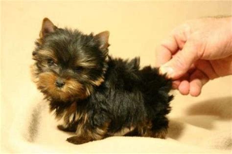 lifespan of miniature yorkie
