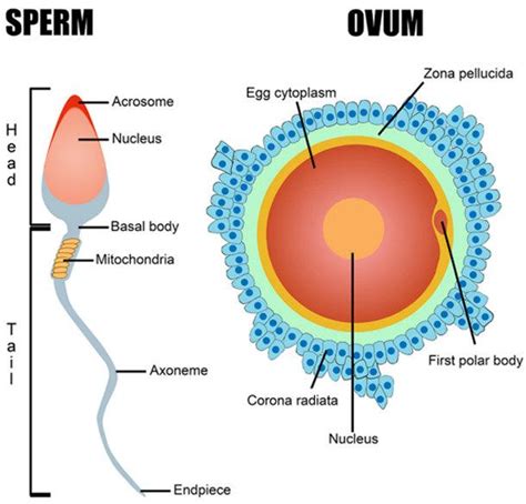 Lifespan of sperm and ova