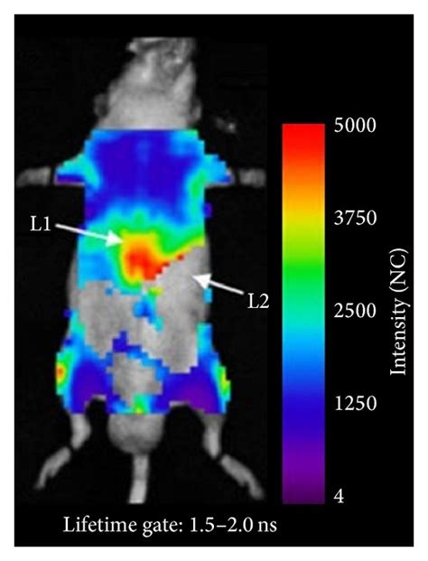 Lifetime Of Lab Mice