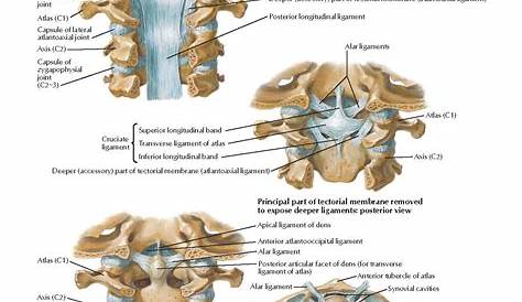 Ligament Cruciforme Cervical Atlas Fractures & Transverse Injuries Spine