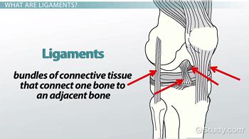 ligament definition simple