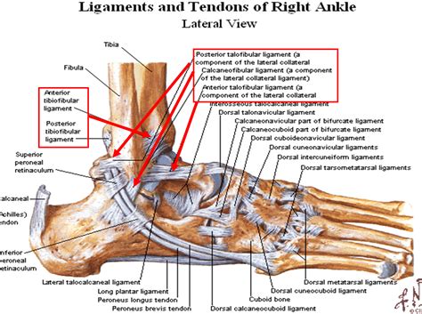 ligament vs tendon ankle