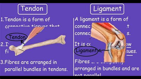ligament vs tendon difference