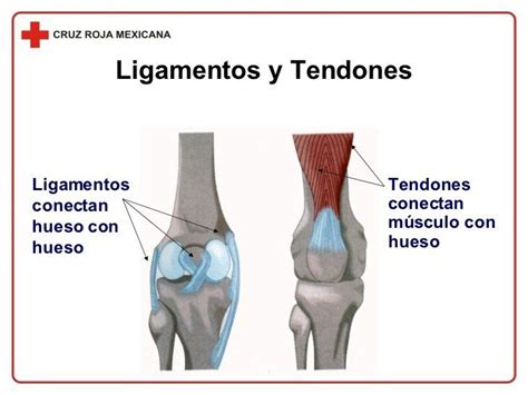 ligamentos y tendones