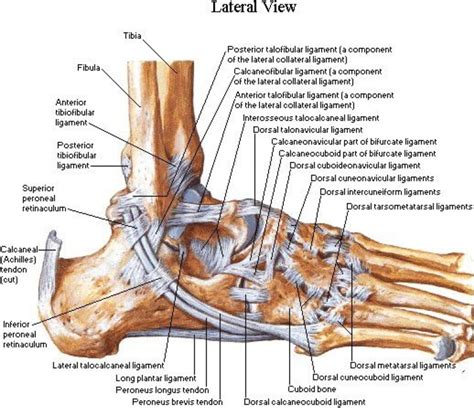 ligaments ankle