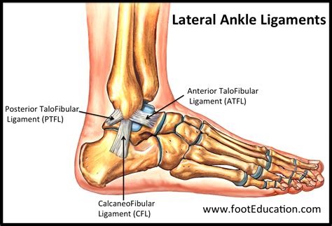 Ligaments Of Foot