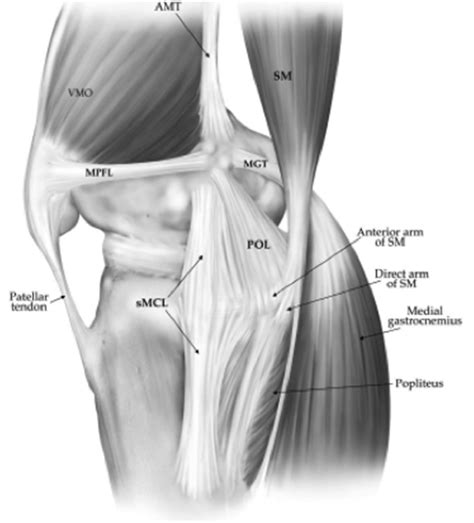 ligaments of the knee posterior view