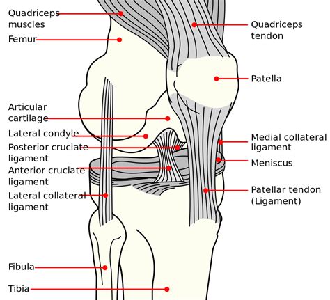 ligaments of the knee quiz