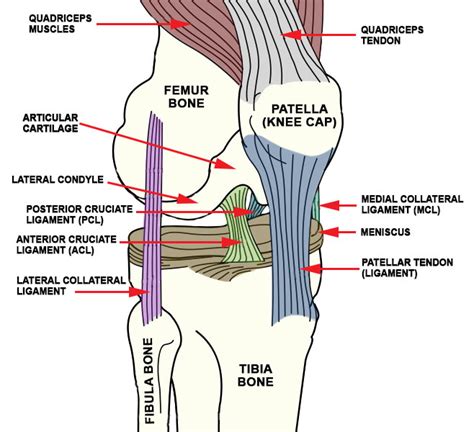 ligaments of the knee unlabelled