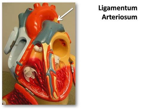 ligamentum arteriosum function