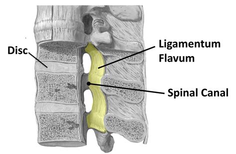 ligamentum flavum