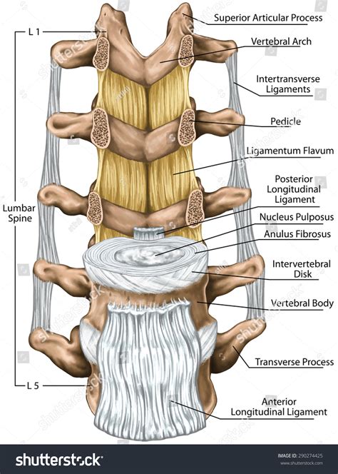 ligamentum flavum anatomy