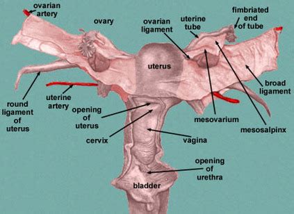 ligamentum latum uteri