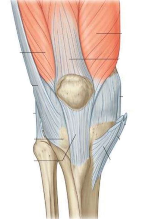 ligamentum patellae mediale