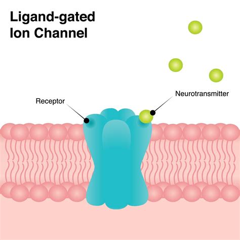 ligand-gated channels