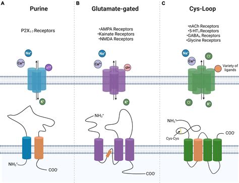 ligand-gated ion channels examples