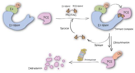 ligands for e3 ligase