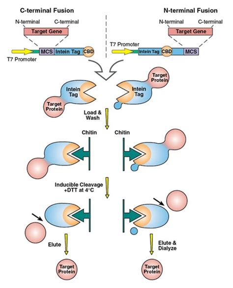 ligation protocol neb