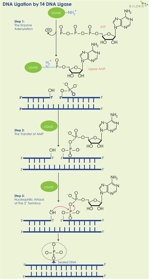 ligation reaction