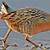 light footed clapper rail