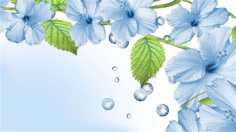 Light Blue Backgrounds Flowers