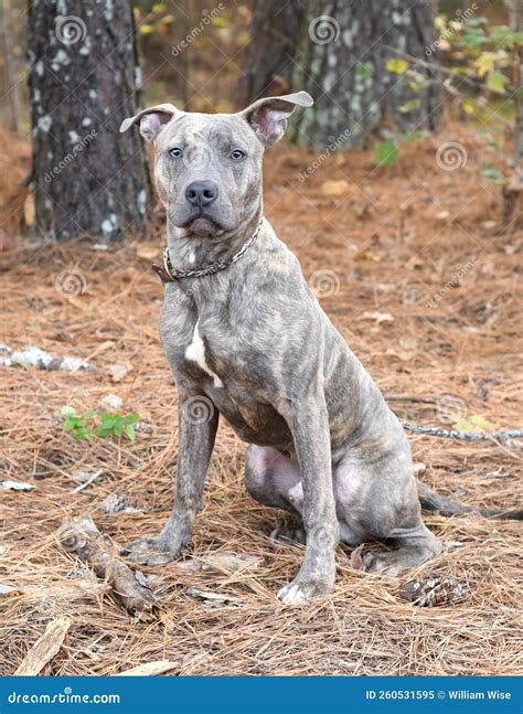 List Of Light Brindle Pitbull 2023