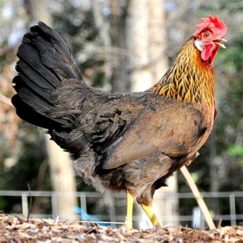 light brown leghorn rooster