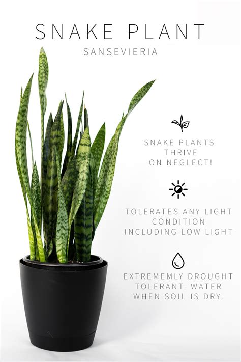 light for a snake plant