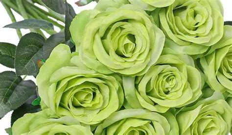 Light Green Rose Meaning