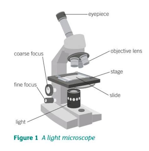Light Microscope Diagram Gcse