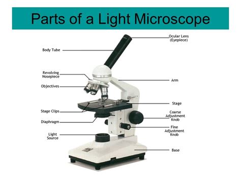 Light Microscope Parts And Functions Quizlet