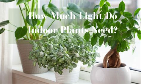 Light Plants How Much