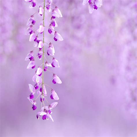 light purple floral wallpaper