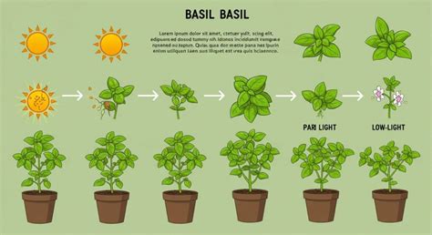 Light Requirements Basil