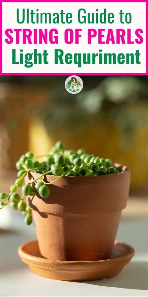 Light Requirements String Of Pearls