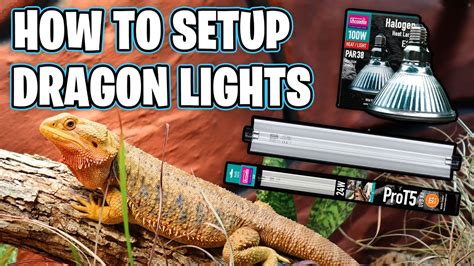 Light Set Up For Bearded Dragon