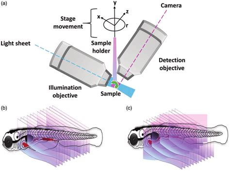 Light Sheet Microscopy Phase