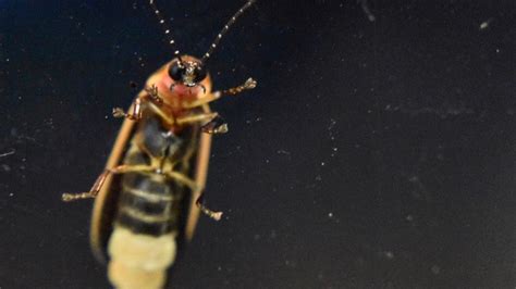 Lightning Bugs Decline