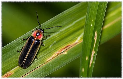 Lightning Bugs Habitat