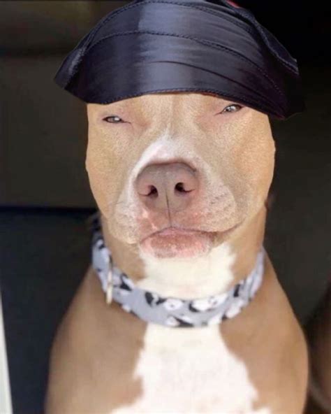 Lightskin Dog