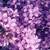 lilac aesthetic flower